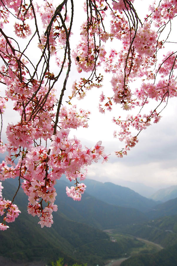 Sakura Flower Photograph by Sunny Life