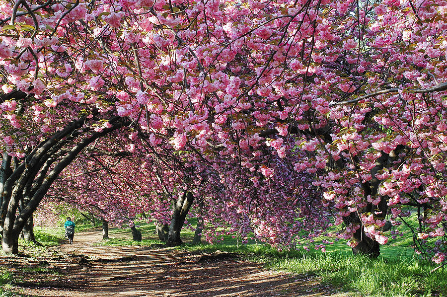 Sakura in Central Park Photograph by Yue Wang
