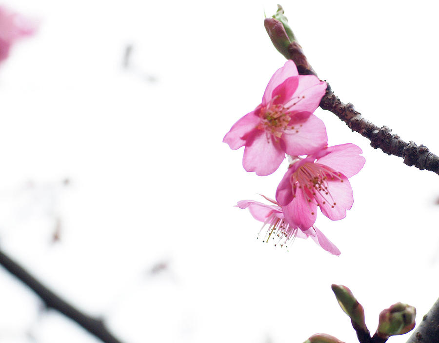 Sakura In February Photograph by Tobi911