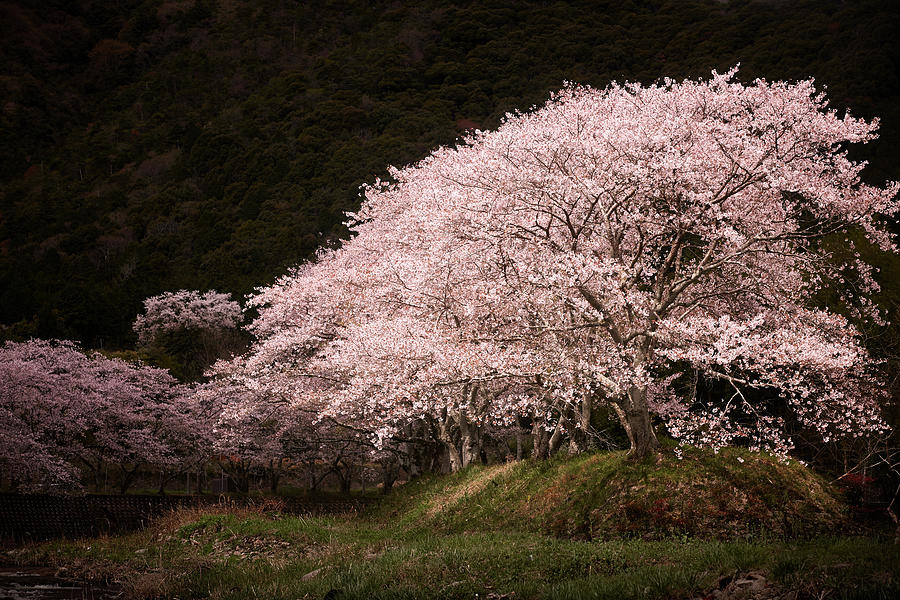 Sakura In The Spotlight Photograph by Seiji Nakai