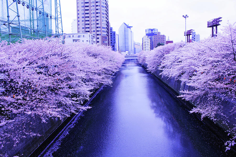 Sakura Photograph by Kaori Tanabe