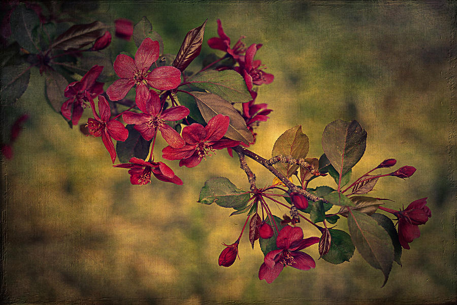 Nature Photograph - Sakura by Maria Angelica Maira