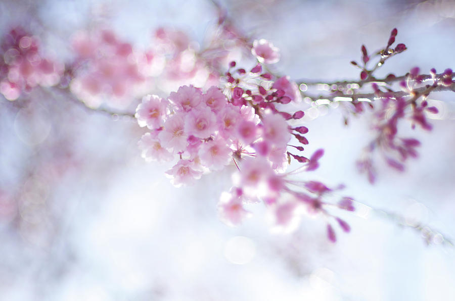 Sakura Photograph by Nag#12@nagano japan