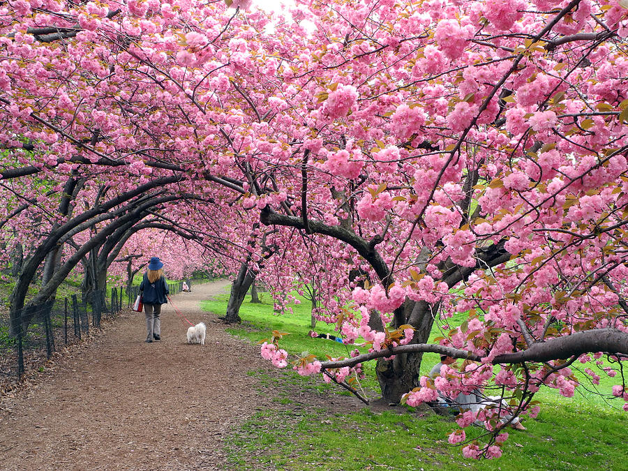 Sakura Path Photograph by Yue Wang