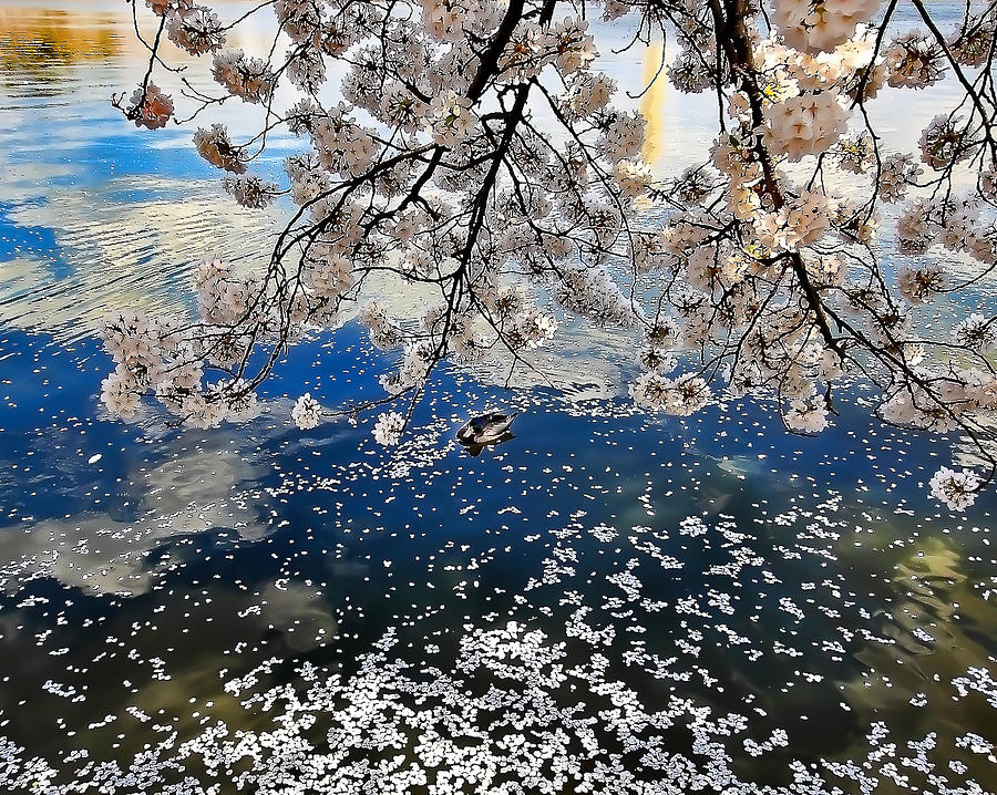Sakura Petals on the Tidal Basin Photograph by SCB Captures