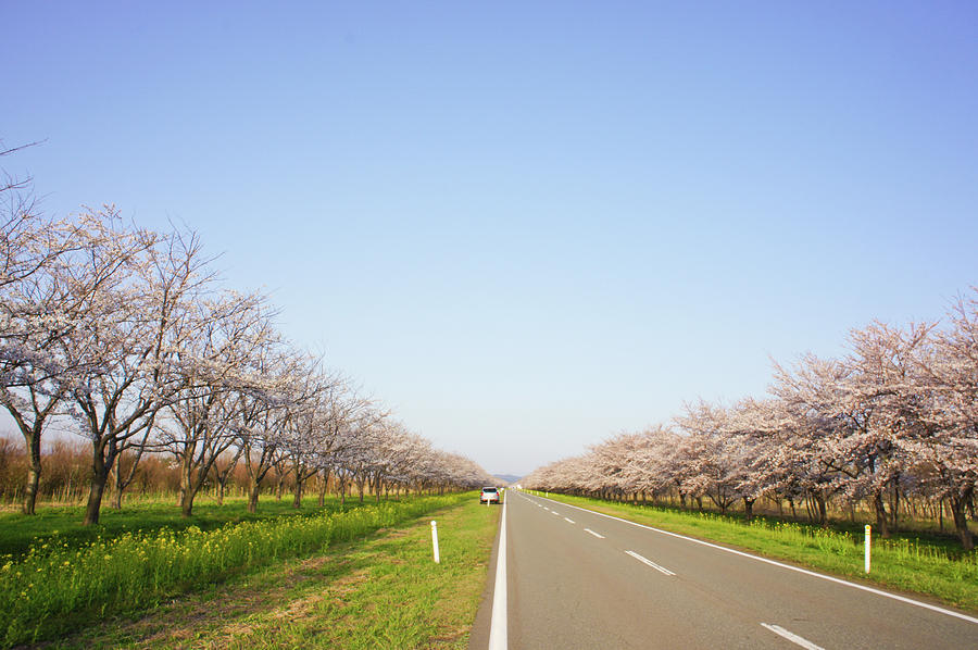 Sakura Road Photograph by Nachans
