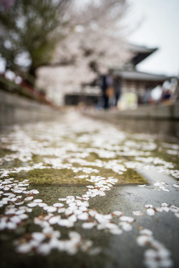 Sakura Season In Nara Photograph by Qianli Zhang