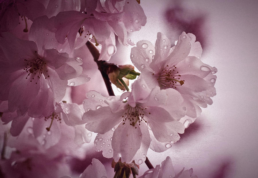 Sakura Study No. 5 Photograph by Richard Cummings