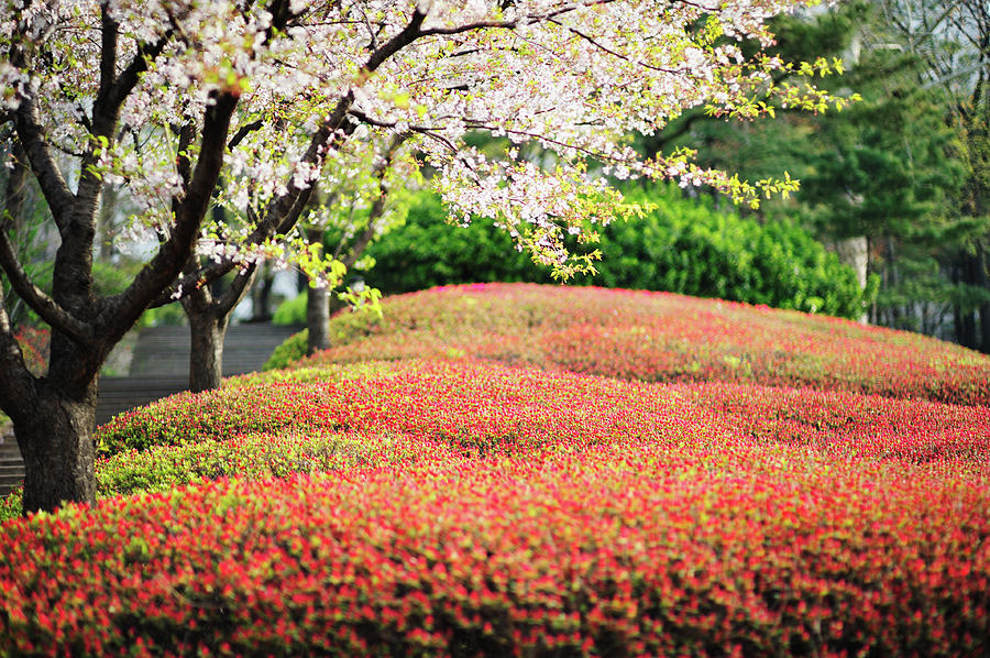 Sakura Vs. Azaleas Photograph by Nmt Photography