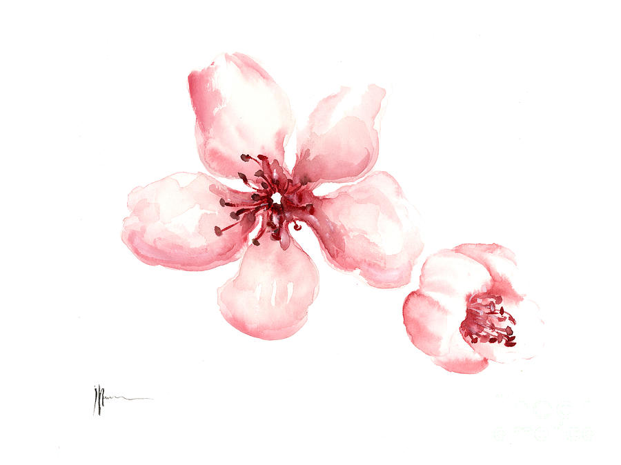 Flower Painting - Sakura watercolor artwork cherry blossom by Joanna Szmerdt