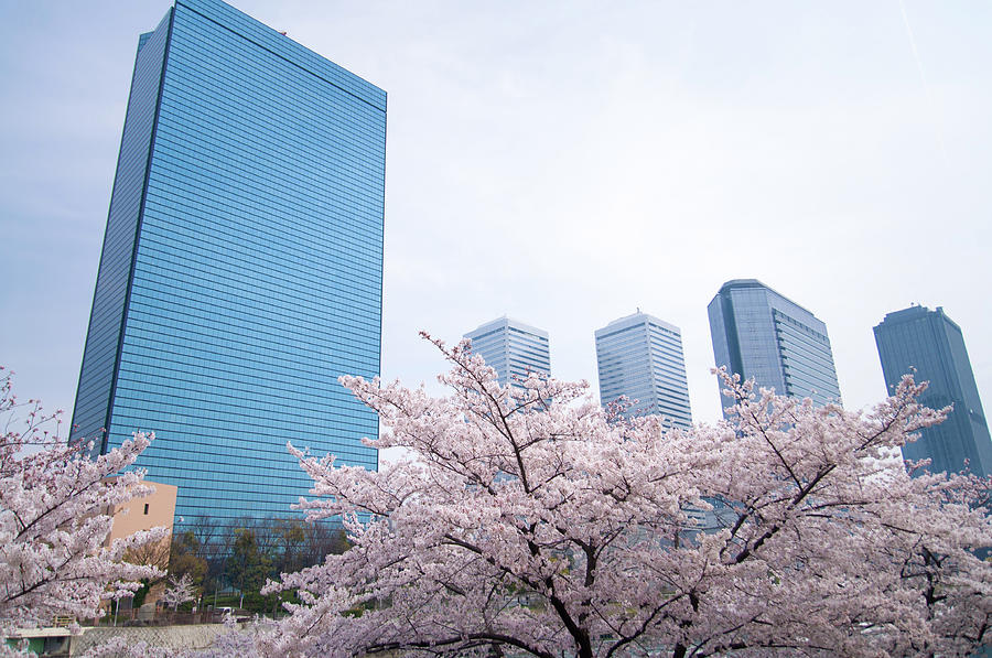 Sakura With Buildings Photograph by Silence Photo