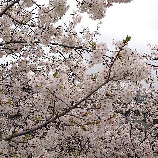 Landscape Photograph - #sakura#landscape#cherryblossom by Tokyo Sanpopo