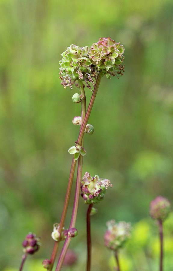 Salad Burnet (poterium Sanguisorba Minor) Photograph by Bob Gibbons ...