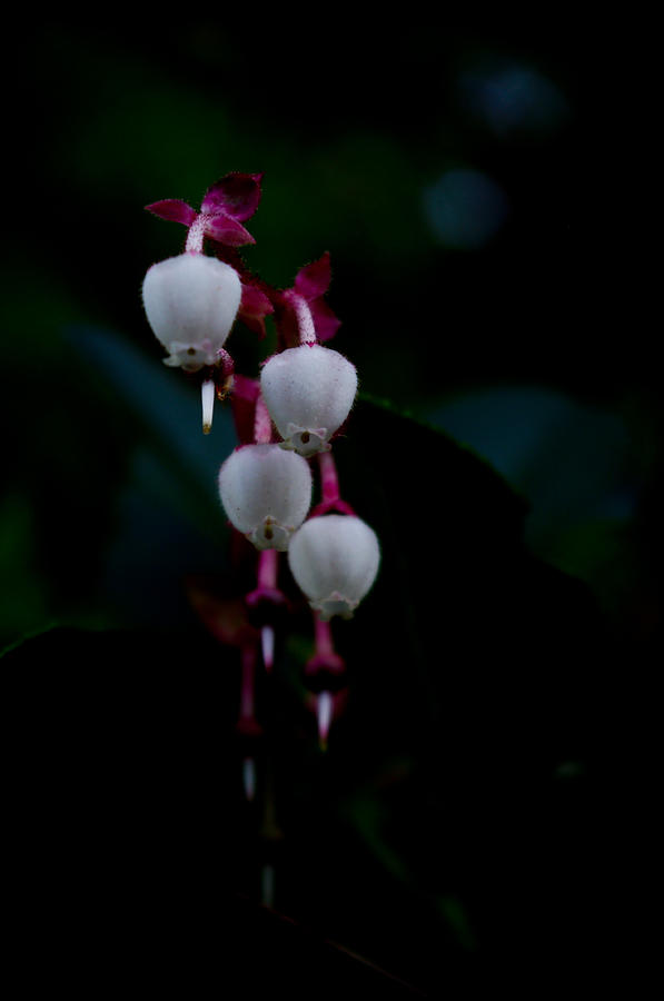 Salal Blossoms Photograph by Adria Trail