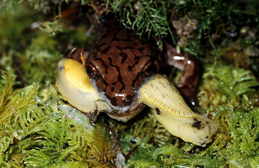 Salamander Eating A Slug Photograph by Karl H. Switak
