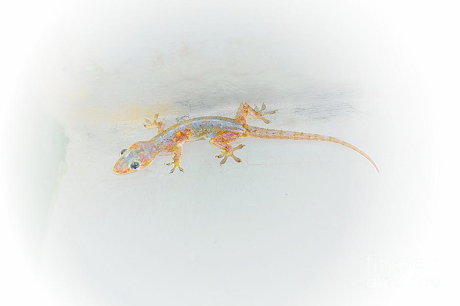 Salamander In Puerto Vallarta Photograph by John  Kolenberg