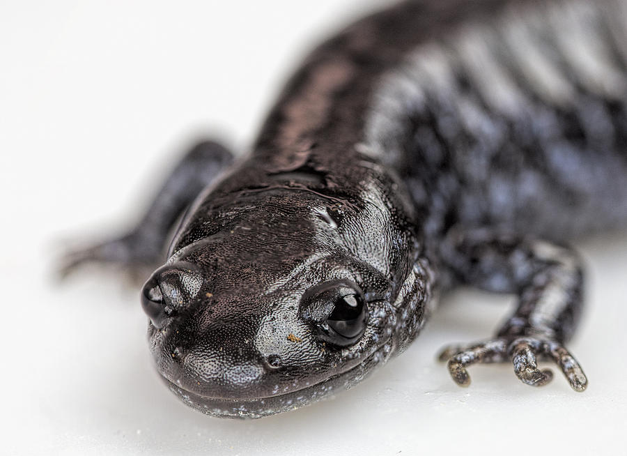 Salamander Photograph by John Crothers