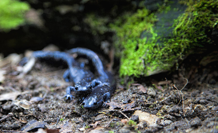 Salamander Love Photograph by John Crothers