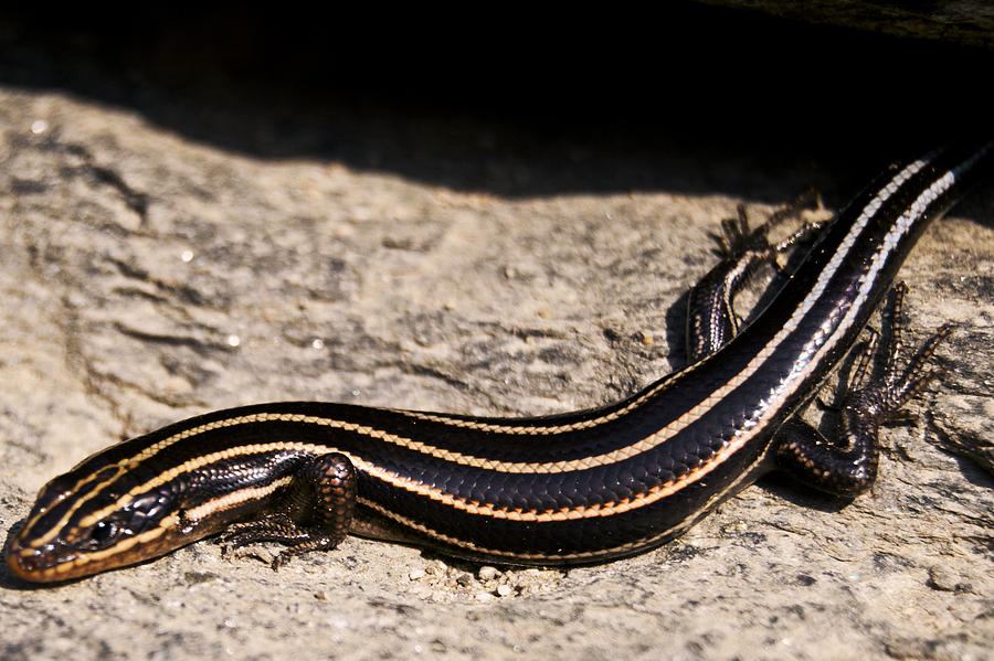 Salamander of the Rock Wall Photograph by Leslie Cruz - Pixels