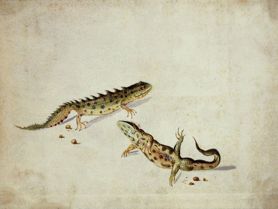 Nature Photograph - Salamanders by Natural History Museum, London/science Photo Library