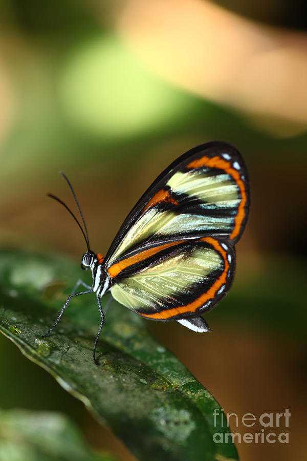 Salapia Glasswing butterfly Photograph by James Brunker