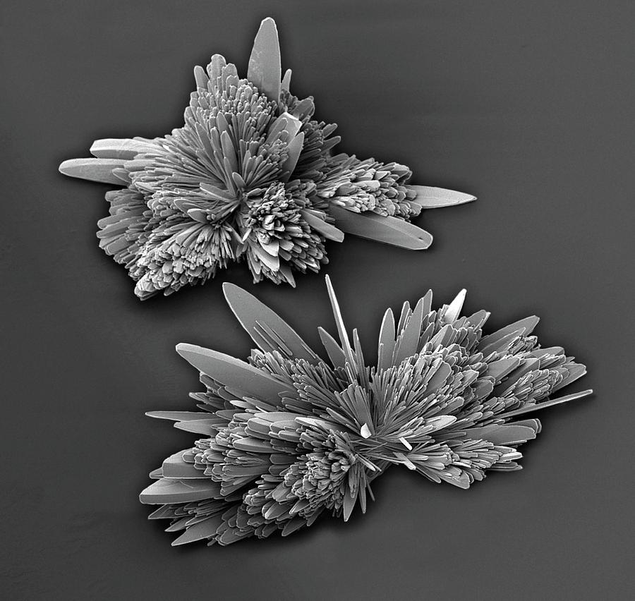 Black And White Photograph - Salbutamol Sulphate Crystals by Steve Gschmeissner/science Photo Library