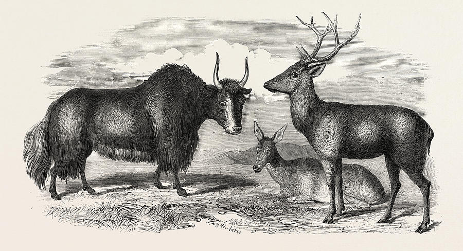 Deer Drawing - Sale Of The Knowsley Menagerie Yak And Bara Singha Deer by English School