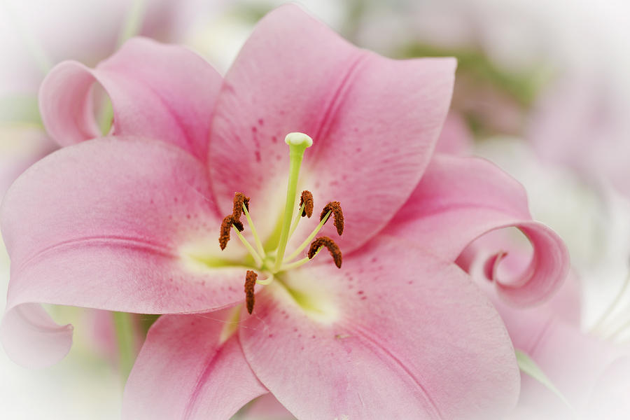 Lily Photograph - Pink Lily #2 by Maj Seda