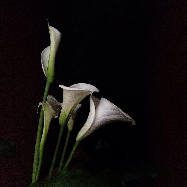 Flower Photograph - #salento, #puglia #calla #flowers by Alessandro De Matteis
