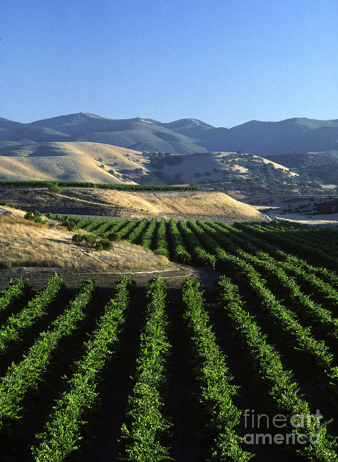 Salinas Valley Vineyard Photograph by Craig Lovell