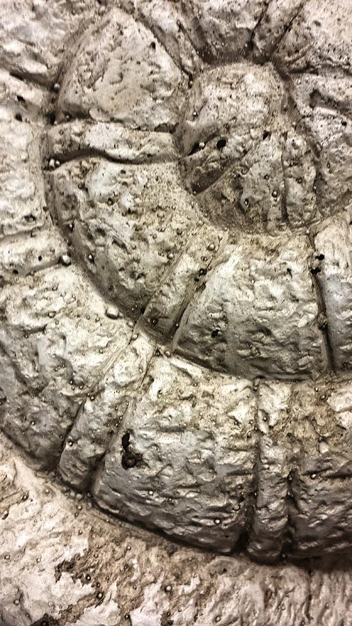 Sarinity Shell Pyrography by Bobbie Urbanczyk - Pixels