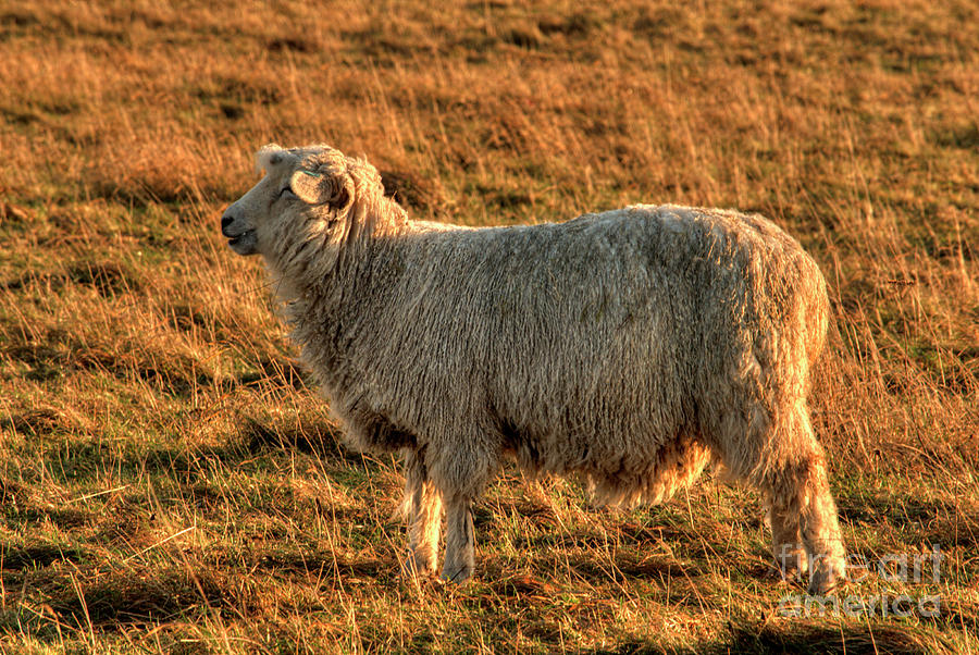 Salisbury Sheep Photograph by Deborah Smolinske