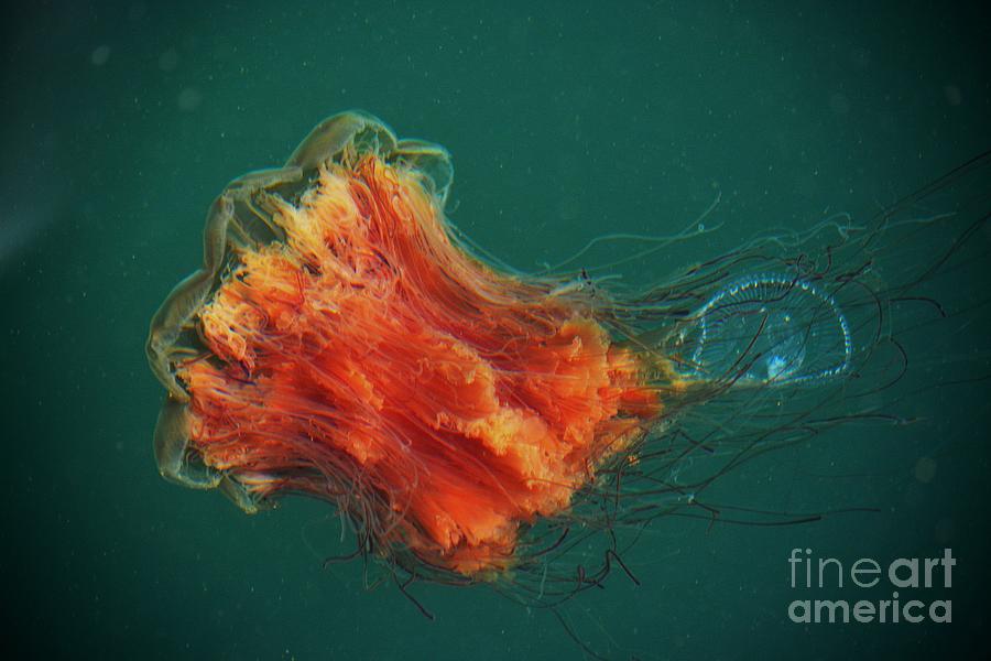 Nature Photograph - Salish Sea Jelly Drama by Gayle Swigart