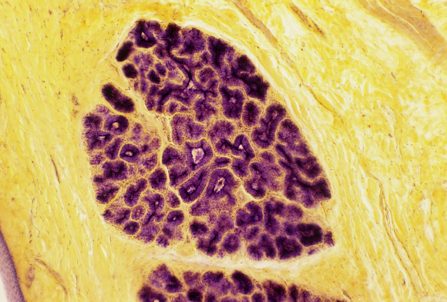 Salivary Gland Photograph by Astrid & Hanns-frieder Michler/science Photo Library
