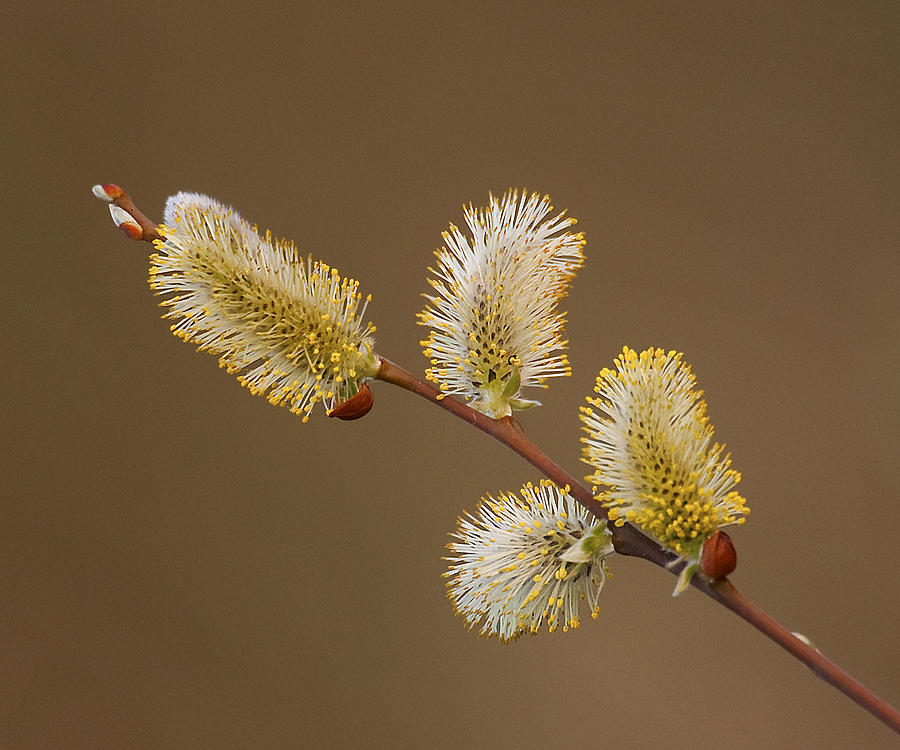 Salix discolor Pussy Willow Photograph by Paul Scoullar