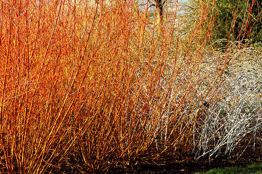 Winter Photograph - Salix yelverton With Rubus Biflorus by Anthony Cooper/science Photo Library