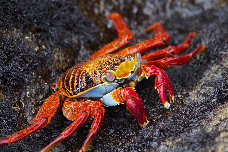 Sally Lightfoot Crab Basking Photograph by Allan Morrison