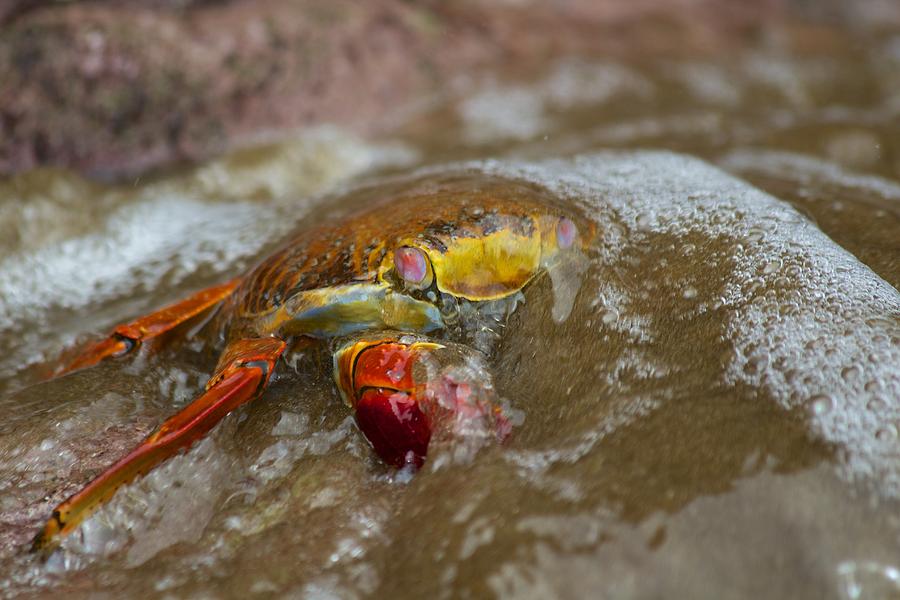 Sally Lightfoot Crab fighting surf Photograph by Allan Morrison