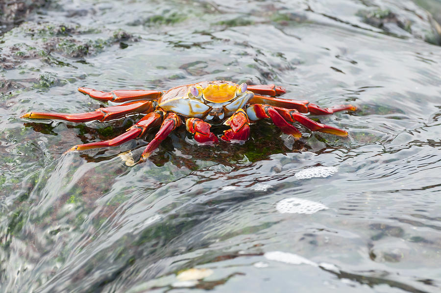 Sally Lightfoot Crab Galapagos Islands Photograph by Tui De Roy
