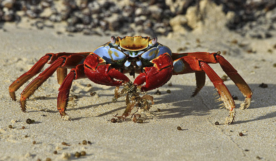 Sally Lightfoot Crab Photograph by Gary Hall