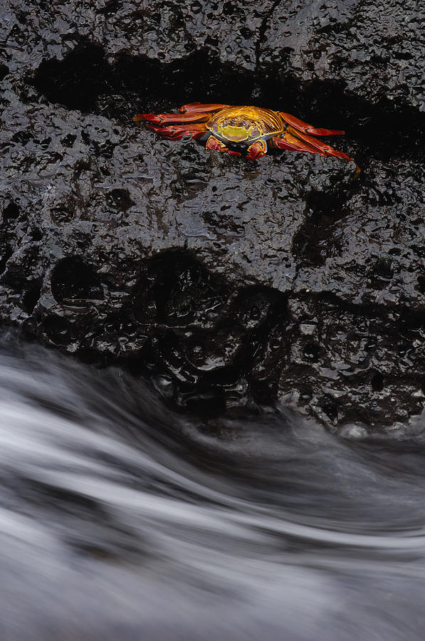Sally Lightfoot Crab In Crevice Photograph by Pete Oxford