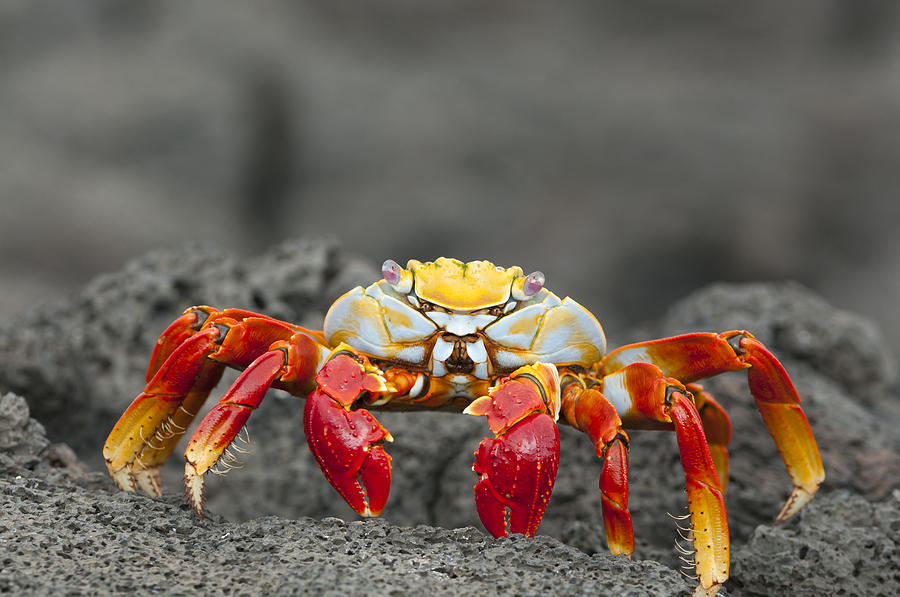 Sally Lightfoot Crab James Bay Photograph by Tui De Roy
