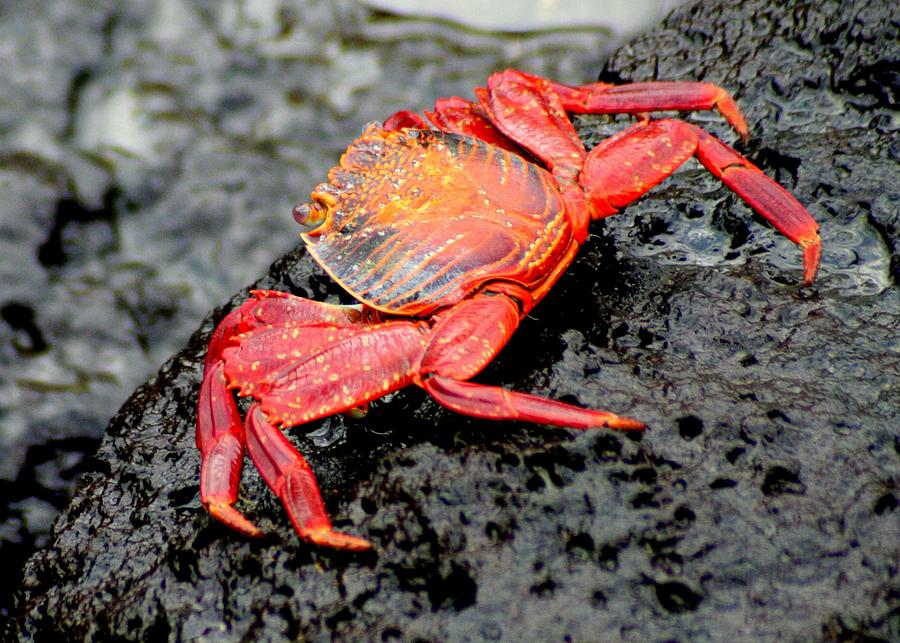 Sally Lightfoot Crab Photograph by Laurel Talabere | Fine Art America