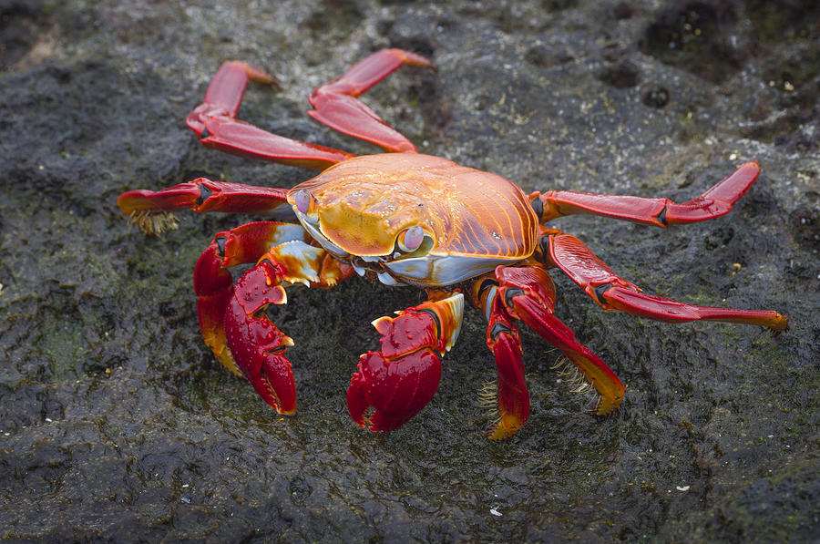 Sally Lightfoot Crab On Lava Photograph by John Shaw