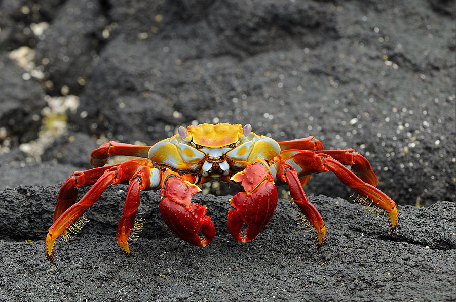 Sally Lightfoot Crab On Lava Rock Photograph by Malcolm Schuyl