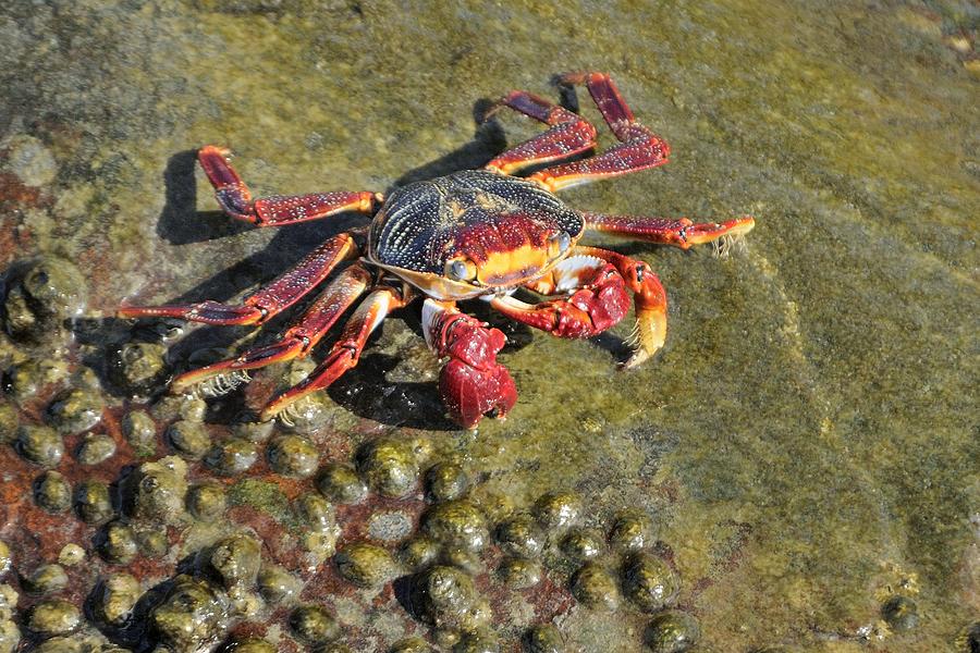 Sally Lightfoot Crab on rock Photograph by Bradford Martin