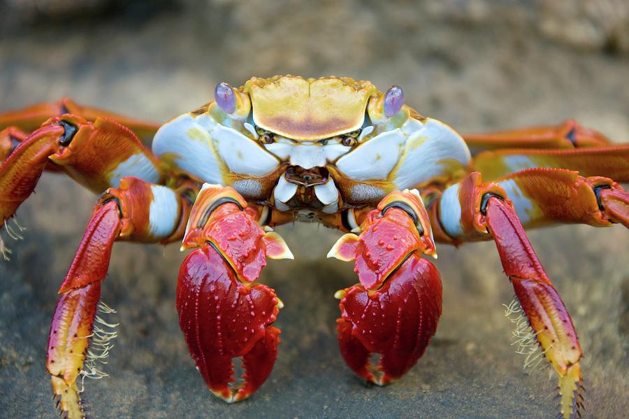 sally-lightfoot-crab-steve-allenscience-photo-library.jpg