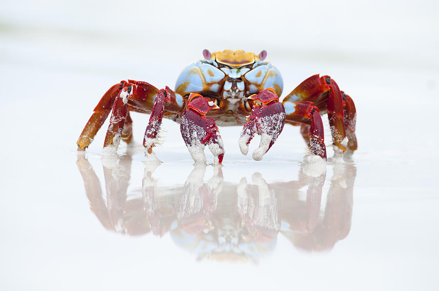 Sally Lightfoot Crab Tortuga Bay Photograph by Tui De Roy