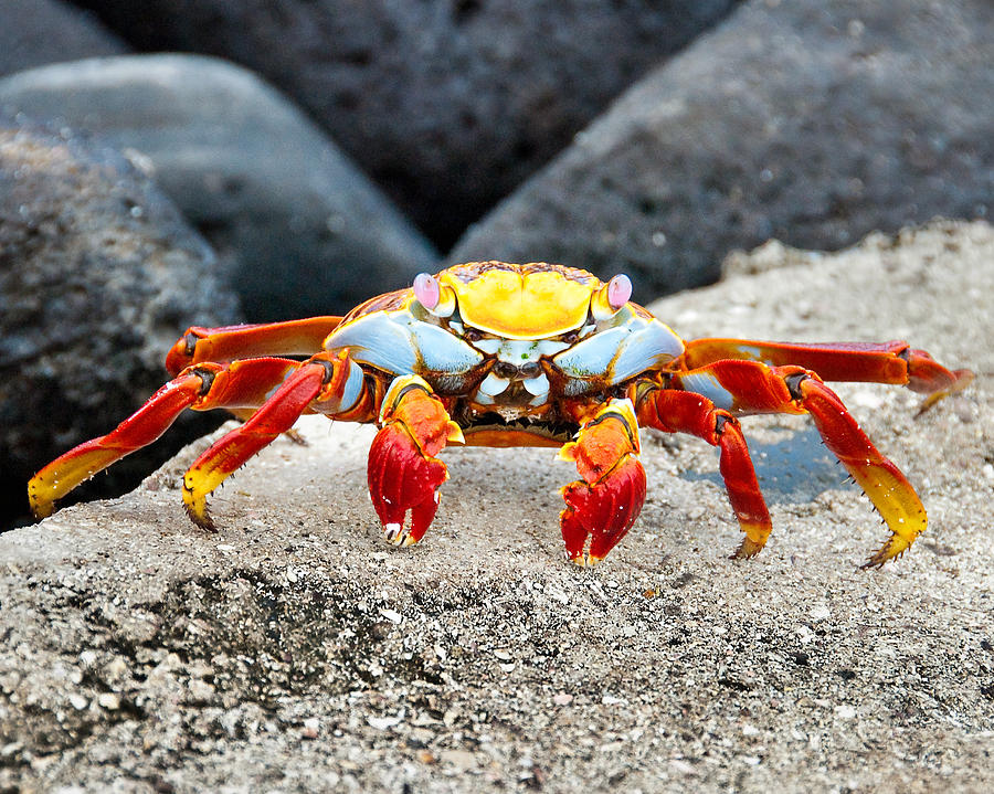 Sally Lightfoot Crab Photograph by William Beuther