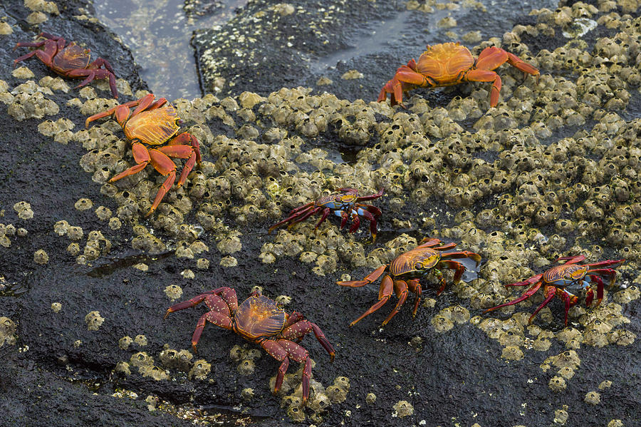 Sally Lightfoot Crabs And Barnacles Photograph by John Shaw